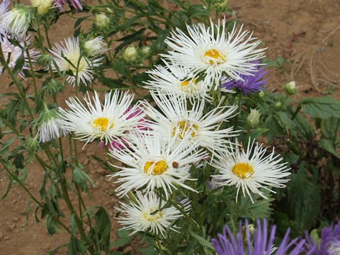 Callistephus chinensis 'Valkyrie'