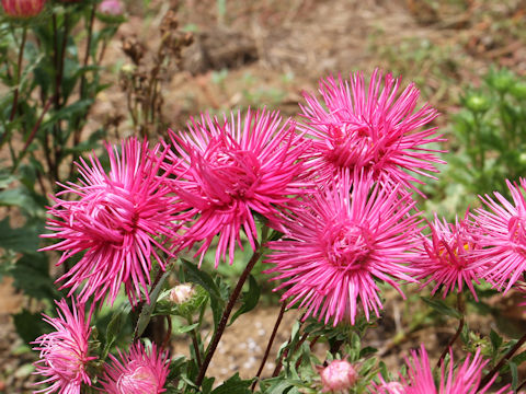 Callistephus chinensis 'Valkyrie'