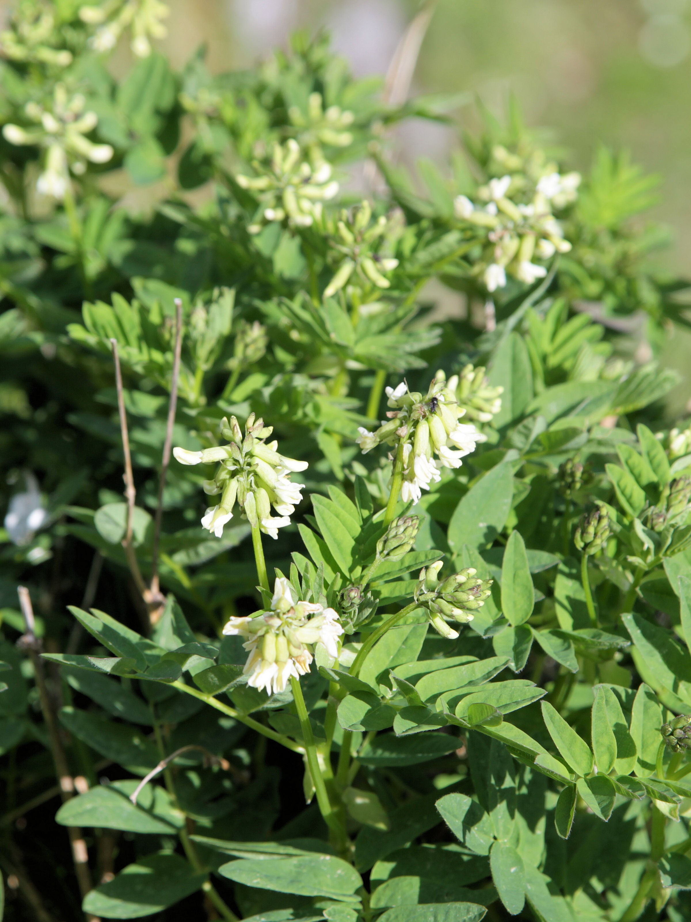 Astragalus frigidus