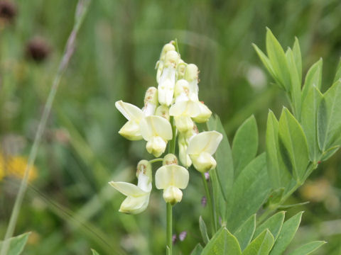 Astragalus frigidus