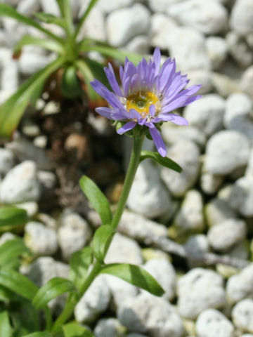 Aster himalaicus