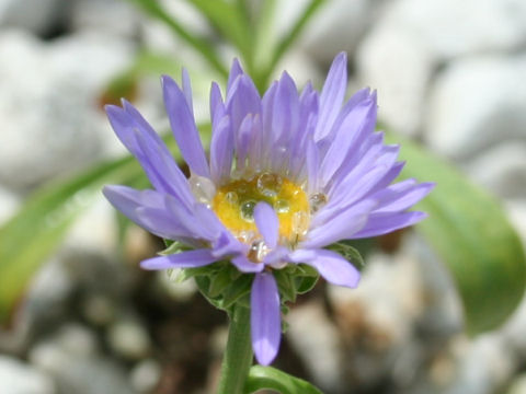 Aster himalaicus