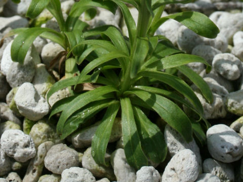 Aster himalaicus