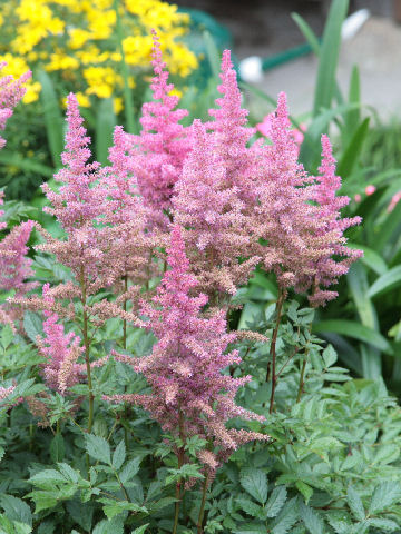 Astilbe x arendsii