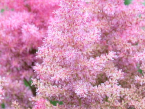 Astilbe x arendsii