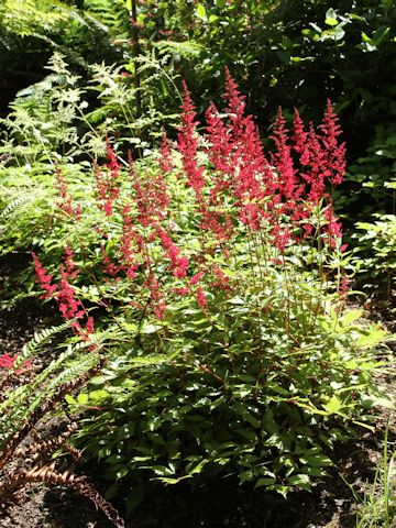 Astilbe x arendsii