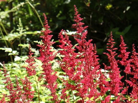 Astilbe x arendsii