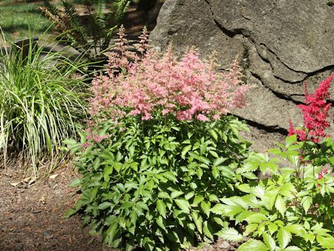 Astilbe x arendsii