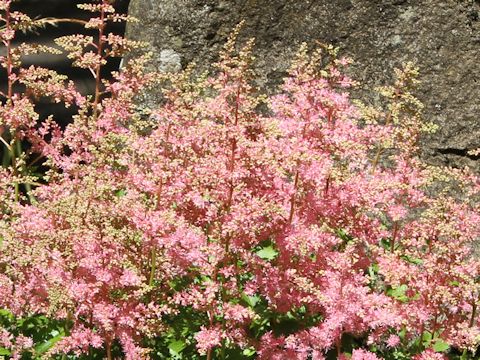 Astilbe x arendsii