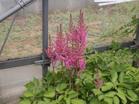 Astilbe x arendsii