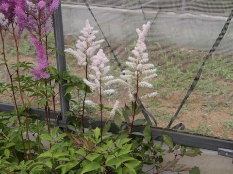 Astilbe x arendsii