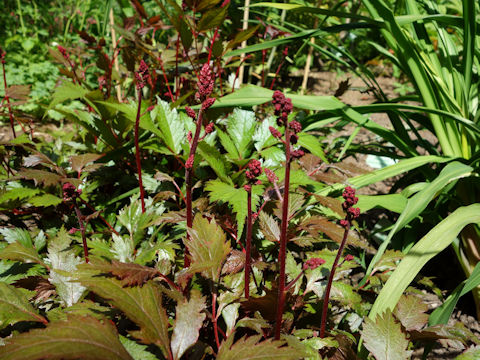 Astilbe x arendsii