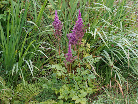 Astilbe x arendsii