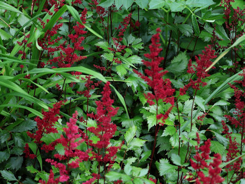 Astilbe x arendsii