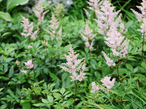 Astilbe x arendsii