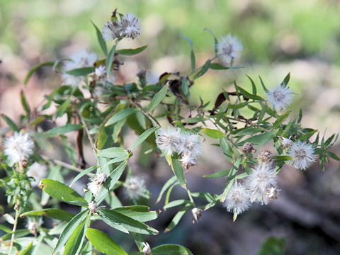 Aster lateriflorus