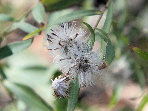 Aster lateriflorus