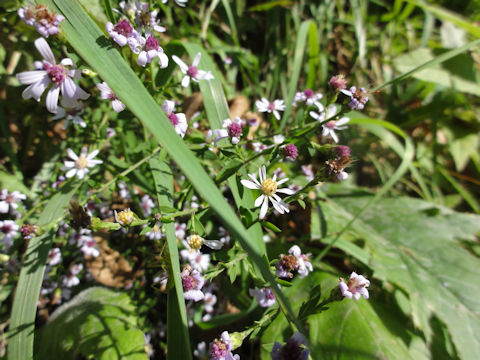 Aster lateriflorus