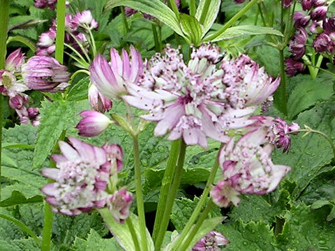 Astrantia major