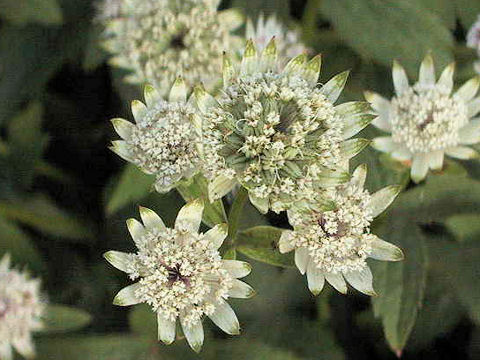 Astrantia major