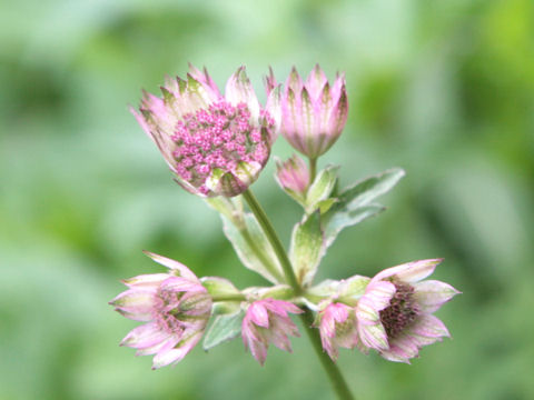 Astrantia major