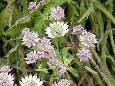 Astrantia major