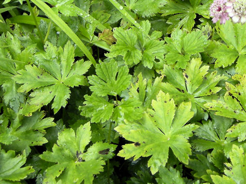 Astrantia major