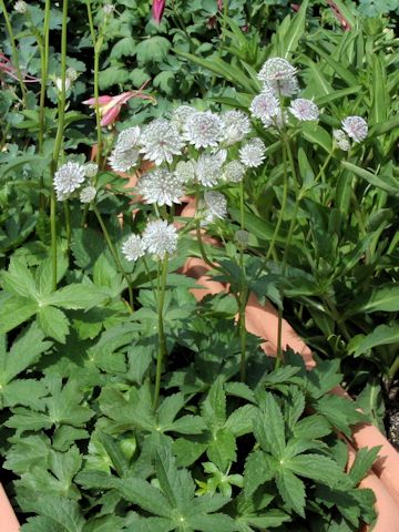 Astrantia major