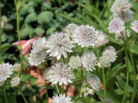 Astrantia major