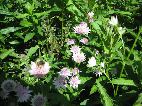 Astrantia major