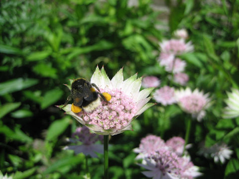 Astrantia major