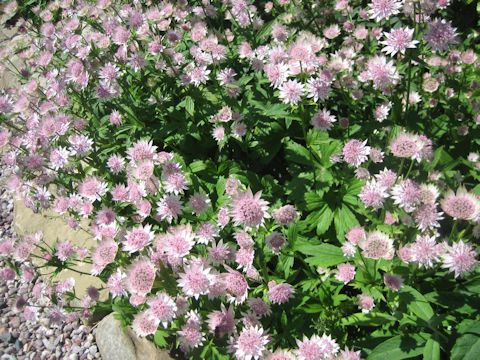 Astrantia major