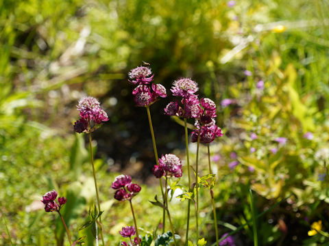 Astrantia major