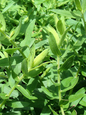 Aster oblongifolius