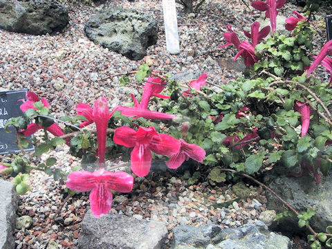 Asteranthera ovata