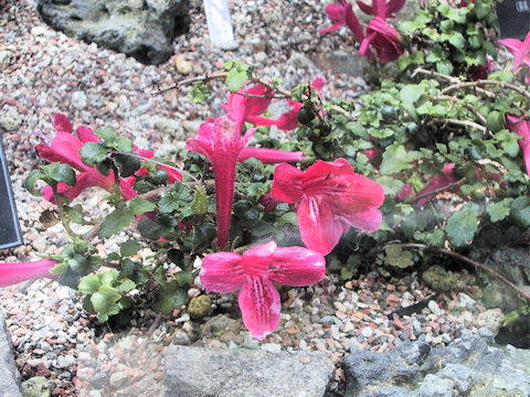 Asteranthera ovata