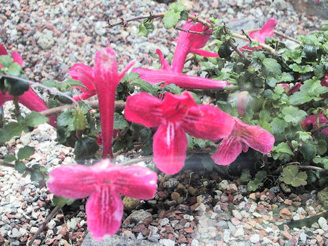 Asteranthera ovata