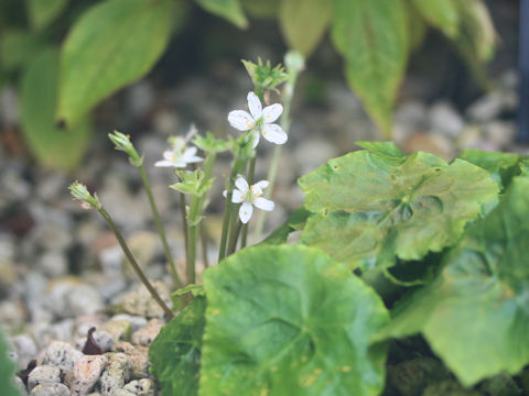 Asteropyrum peltatum