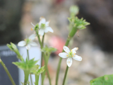 Asteropyrum peltatum