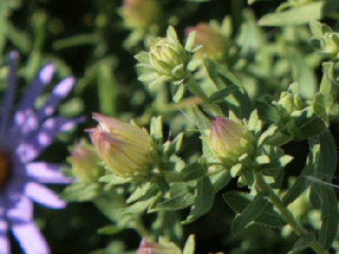 Aster praealtus