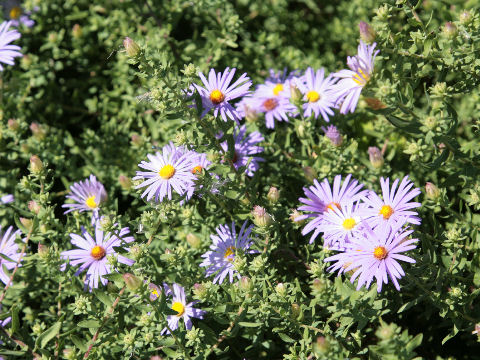 Aster praealtus