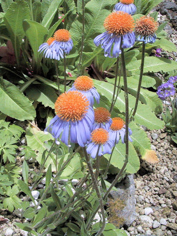 Aster yunnanensis