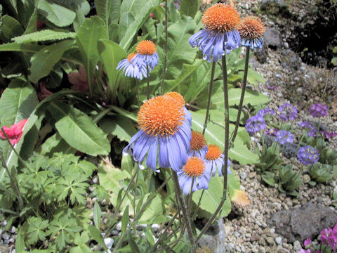 Aster yunnanensis