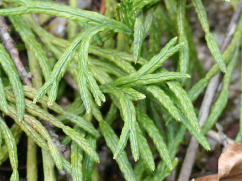 Lycopodium complanatum