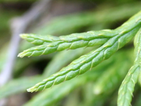 Lycopodium complanatum