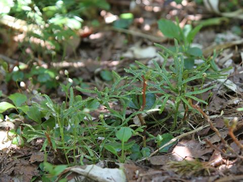 Lycopodium complanatum