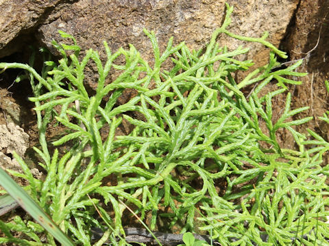 Lycopodium complanatum