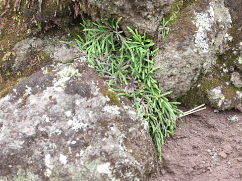 Lycopodium complanatum