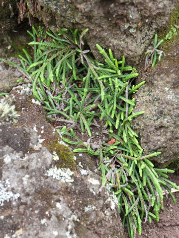 Lycopodium complanatum