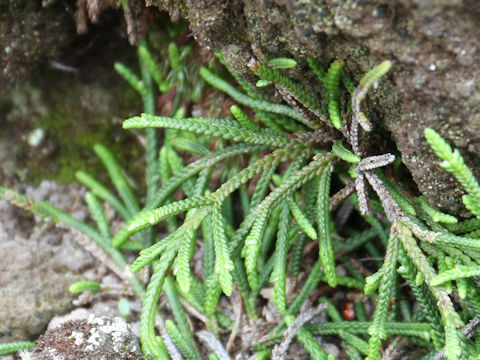 Lycopodium complanatum